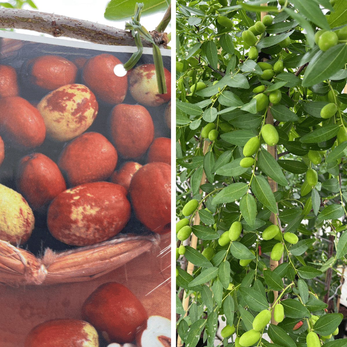 Chinese Dadelboom | Ziziphus jujuba | Boomhoogte 100/150 | Cont: 10 liter