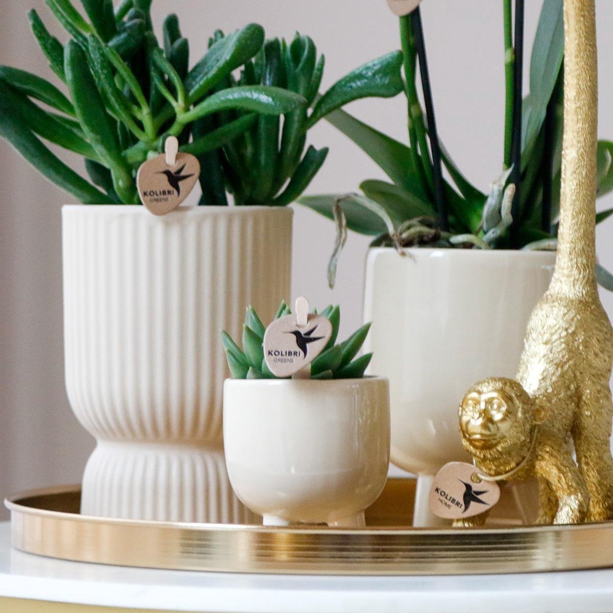 Kolibri Company | Cadeauset Luxury Living | Plantenset met witte Phalaenopsis Orchidee en Succulenten incl. keramieken sierpotten -