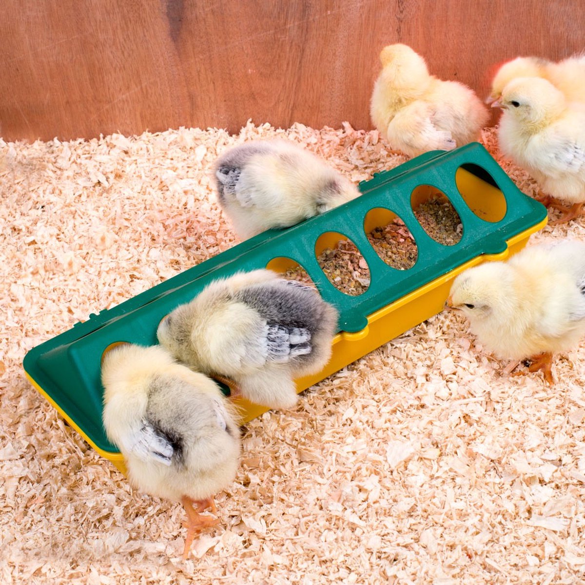 Complete hatching package - 12-egg incubator - including chick starter kit - feeder - hygrometer - Comfort heat plate 25 x 25 cm - chick feed 500 gr