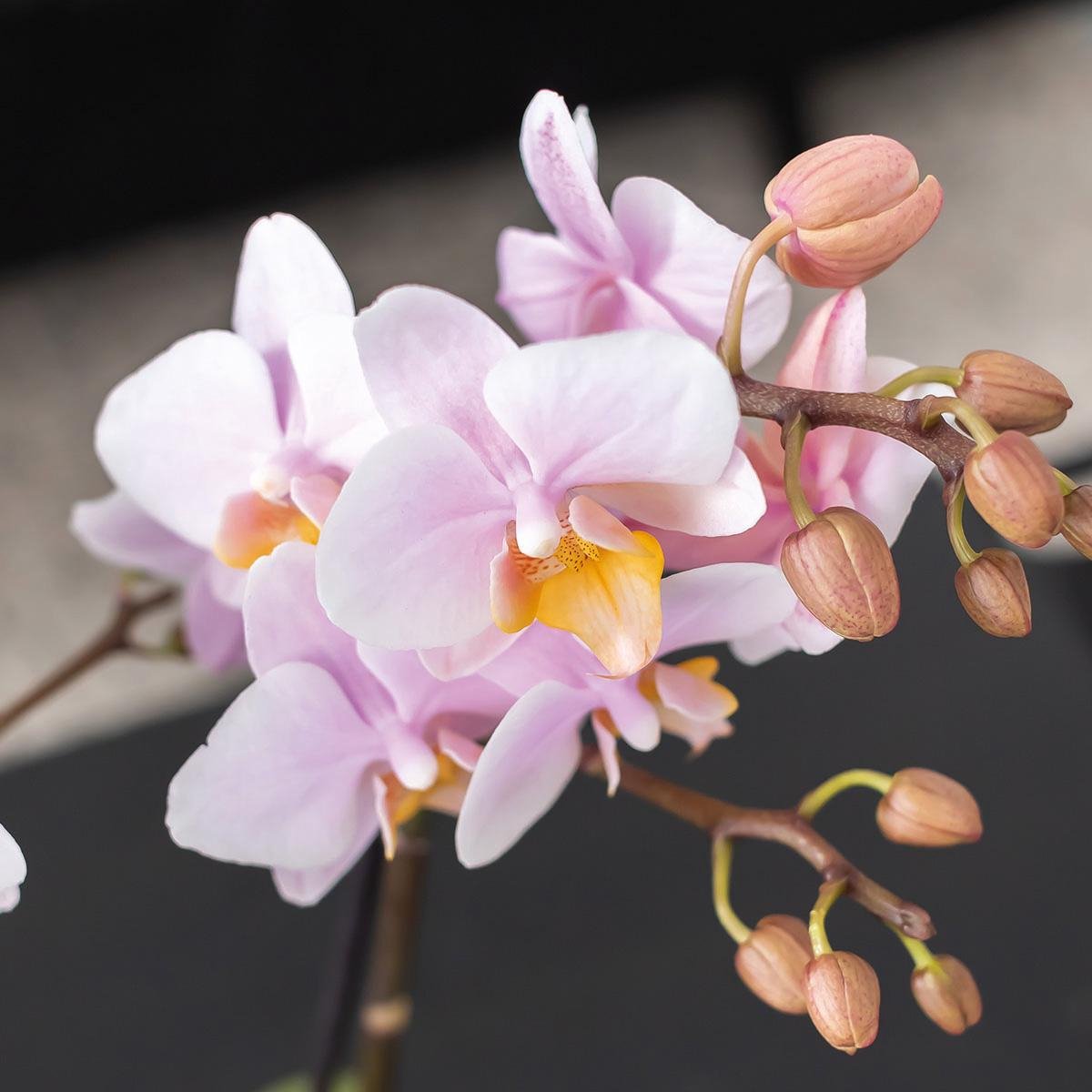 Cadeauset Romantisch | Plantenset met roze Phalaenopsis Orchidee en Succulenten incl. keramieken sierpotten