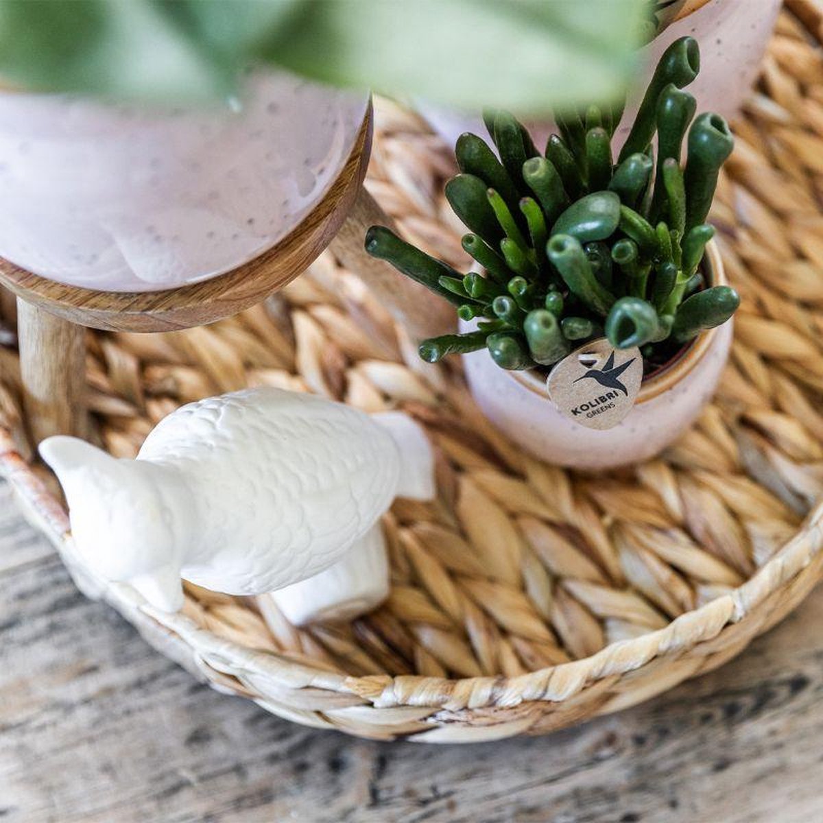 Cadeauset Romantisch | Plantenset met roze Phalaenopsis Orchidee en Succulenten incl. keramieken sierpotten