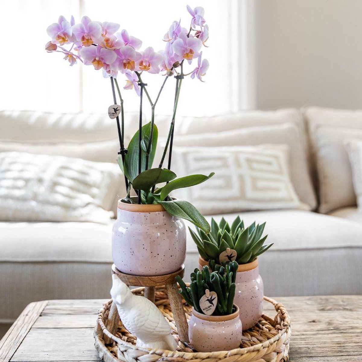 Cadeauset Romantisch | Plantenset met roze Phalaenopsis Orchidee en Succulenten incl. keramieken sierpotten