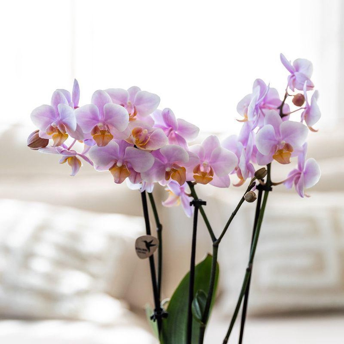 Cadeauset Romantisch | Plantenset met roze Phalaenopsis Orchidee en Succulenten incl. keramieken sierpotten