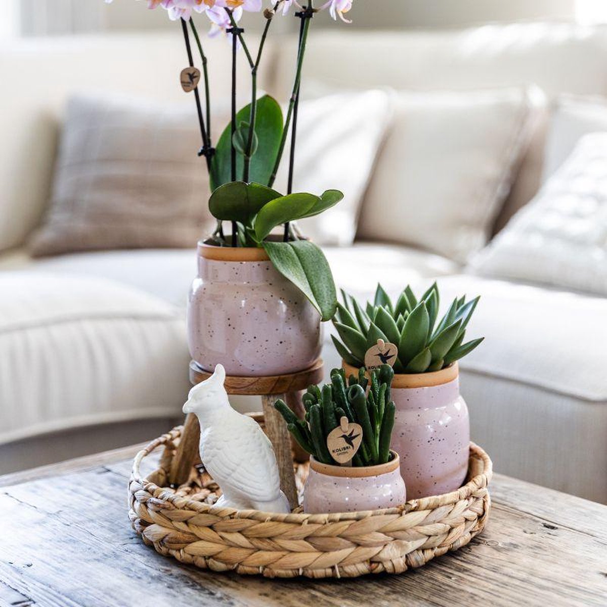 Cadeauset Romantisch | Plantenset met roze Phalaenopsis Orchidee en Succulenten incl. keramieken sierpotten