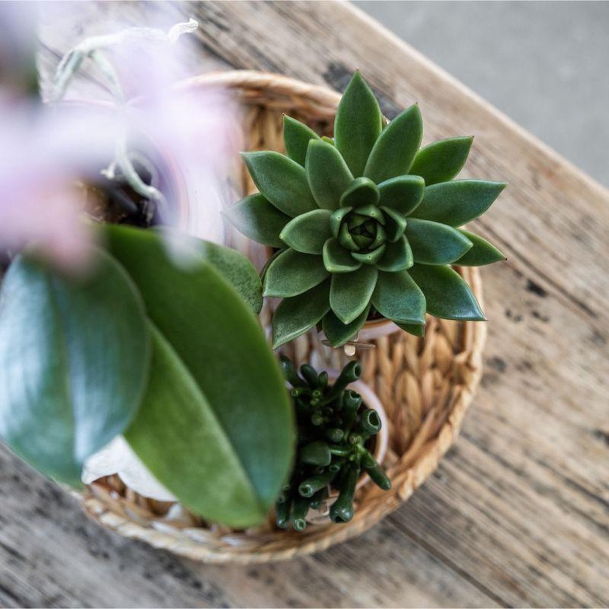 Cadeauset Romantisch | Plantenset met roze Phalaenopsis Orchidee en Succulenten incl. keramieken sierpotten