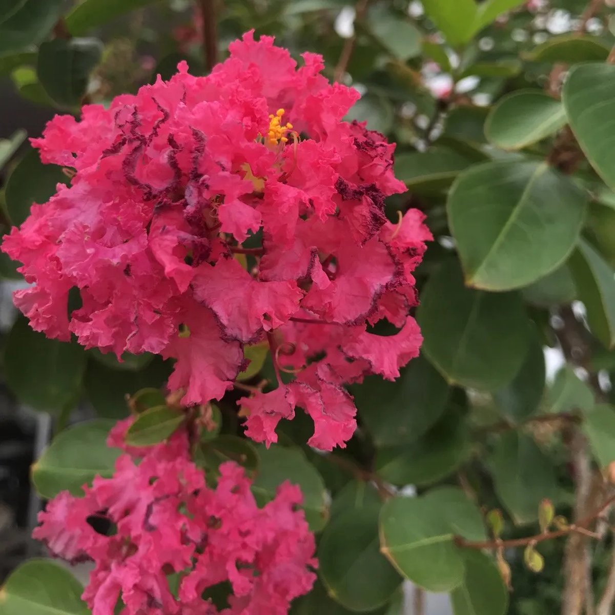 Lagerstroemia indica ‘Pink‘s Perfect Beauty‘ 100-125 cm in pot
