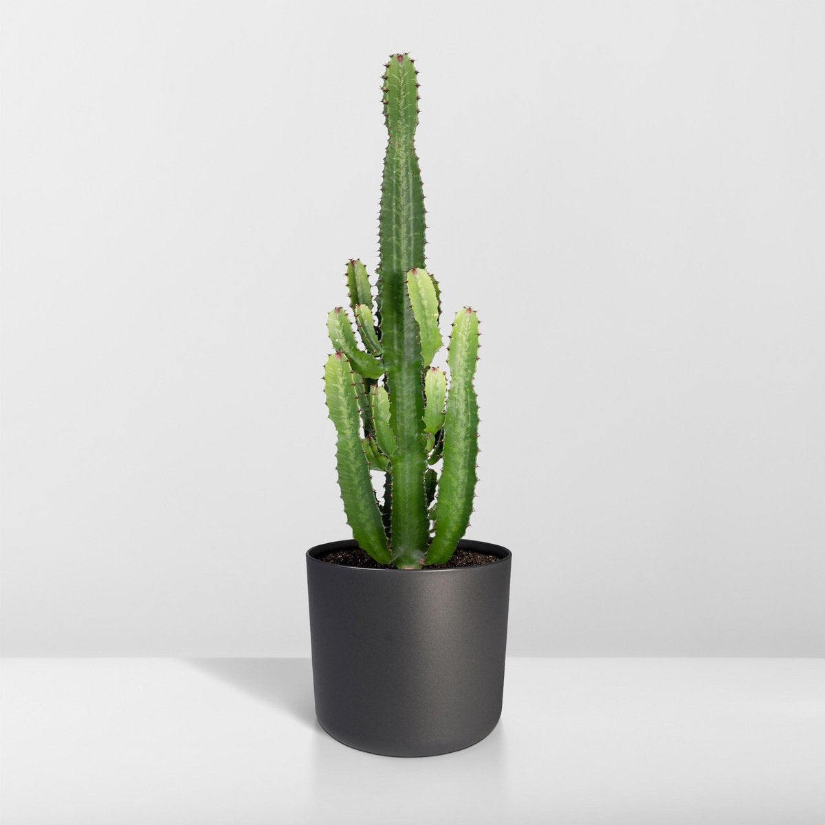 Cactus Euphorbia Acrurensis - Kamerplant - stekelige cactus voor binnen - 90cm