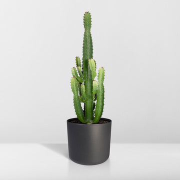 Cactus Euphorbia Acrurensis - Kamerplant - stekelig cactus voor binnen - 90cm