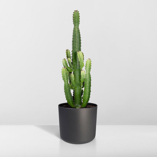 Cactus Euphorbia Acrurensis - Kamerplant - stekelige cactus voor binnen - 90cm
