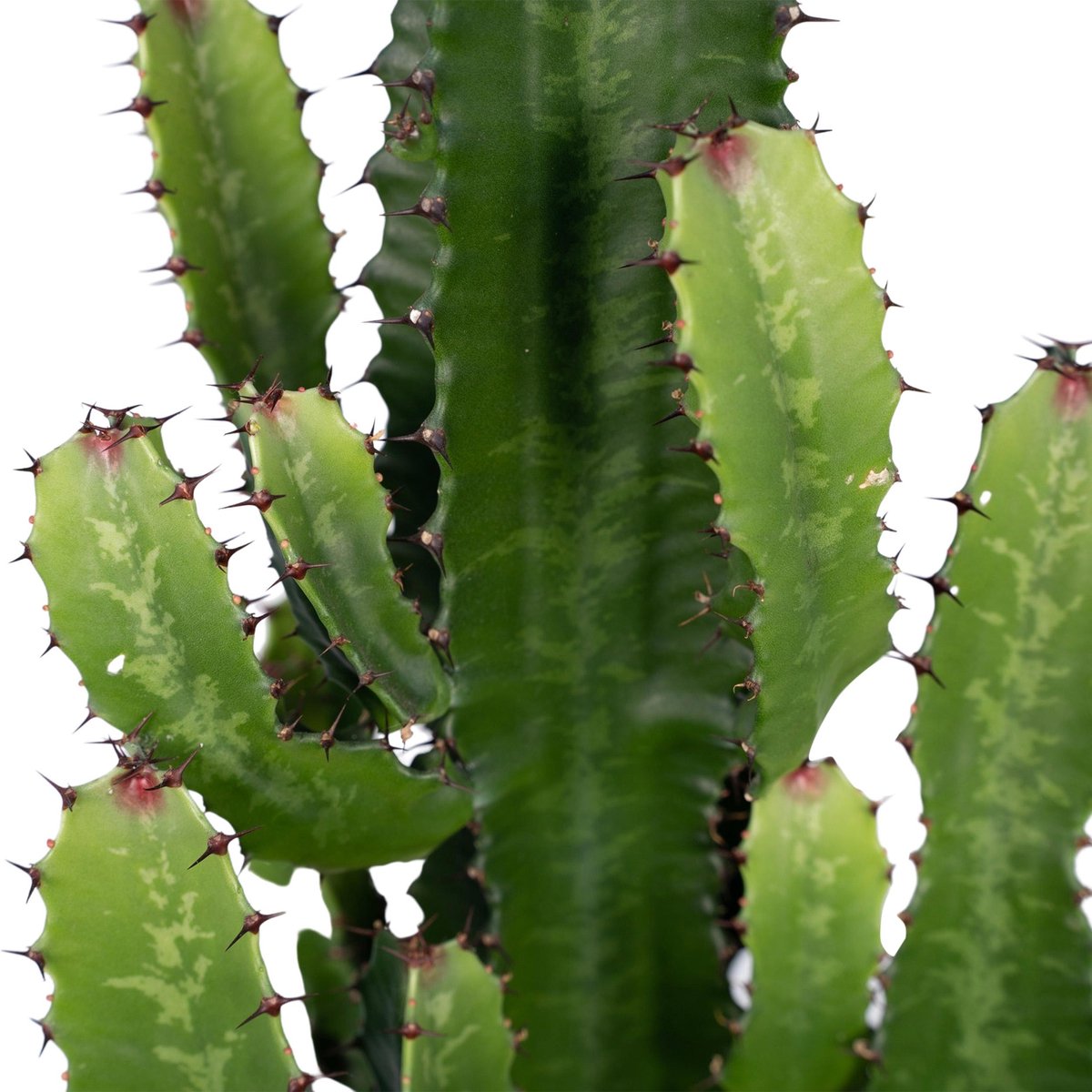 Cactus Euphorbia Acrurensis - Kamerplant - stekelige cactus voor binnen - 90cm
