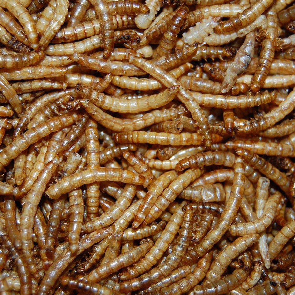 Dried Mealworms Bulk Box 10KG - Nutritious - Suitable for Birds, Fish, and Reptiles