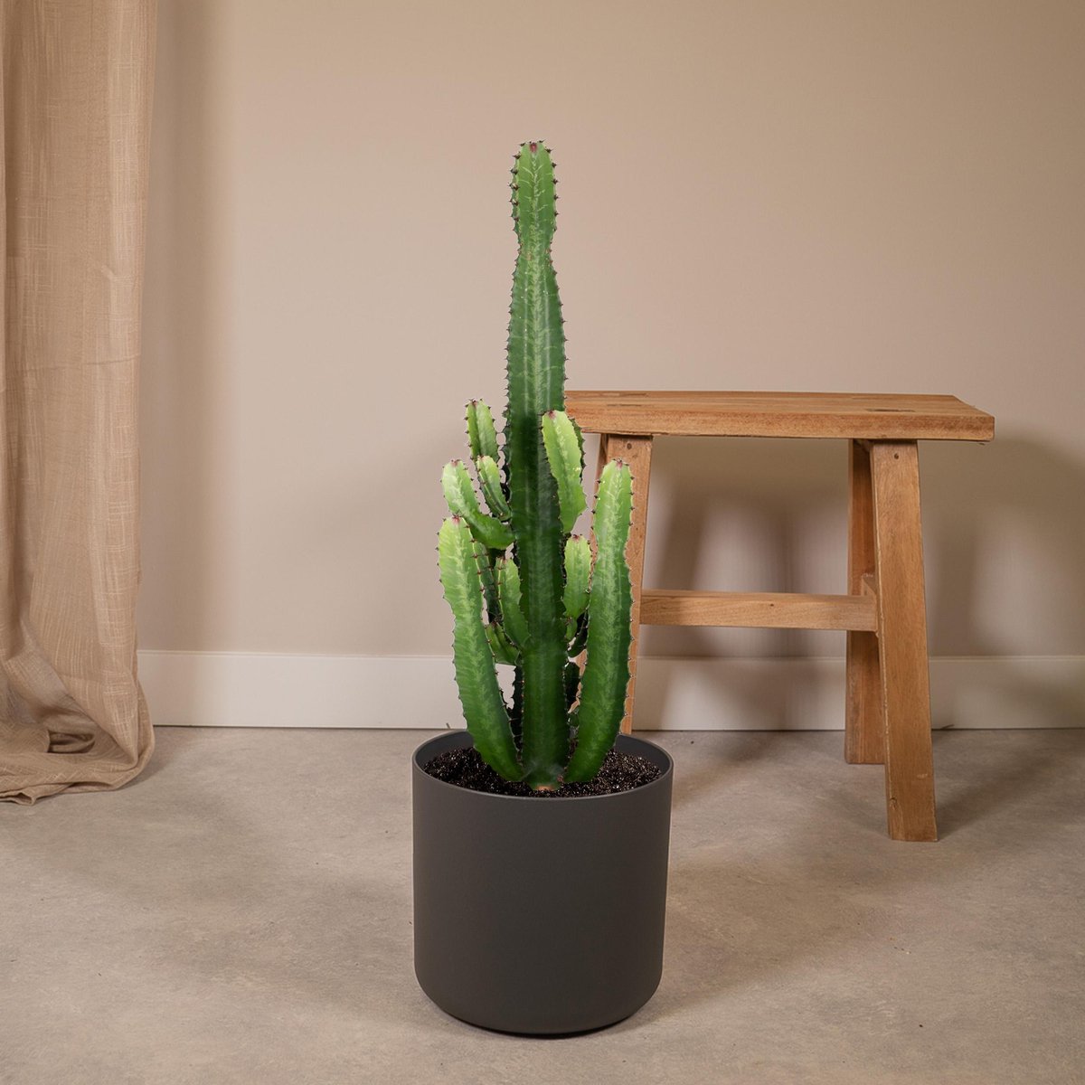 Cactus Euphorbia Acrurensis - Kamerplant - stekelige cactus voor binnen - 90cm