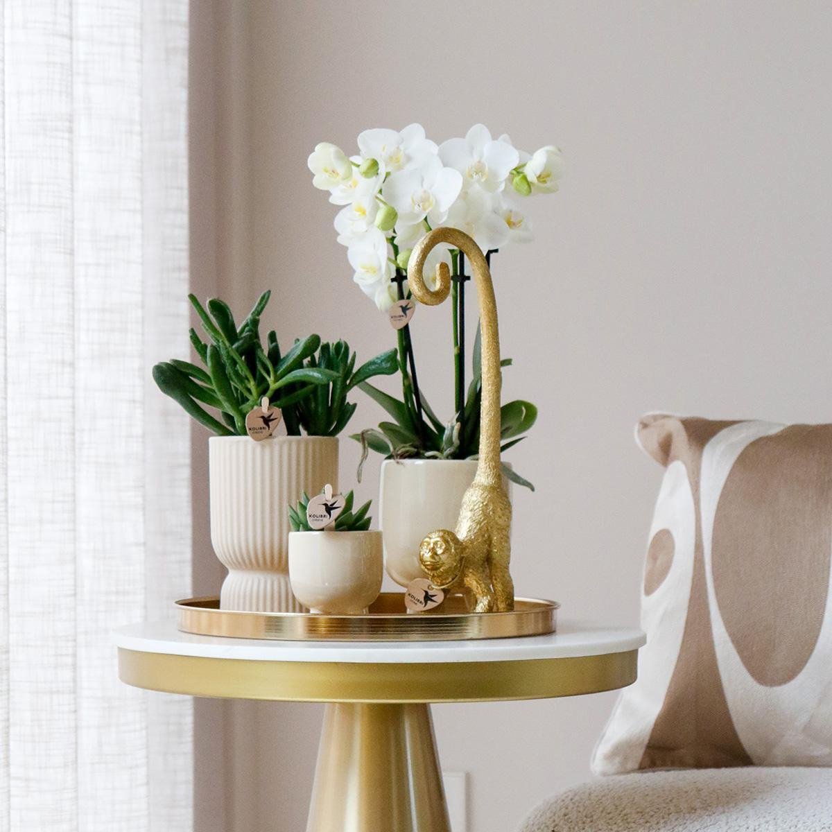Kolibri Company | Cadeauset Luxe Wonen | Plantenset met witte Phalaenopsis Orchidee en Vetplanten incl. keramieken sierpotten -