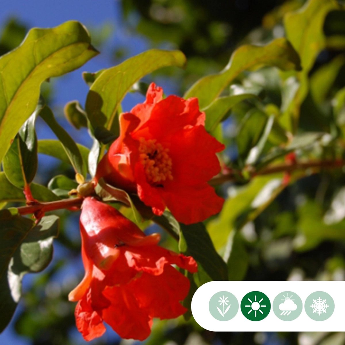 Granaatappelboom Punica granatum h 155 cm st. omtrek 35 cm
