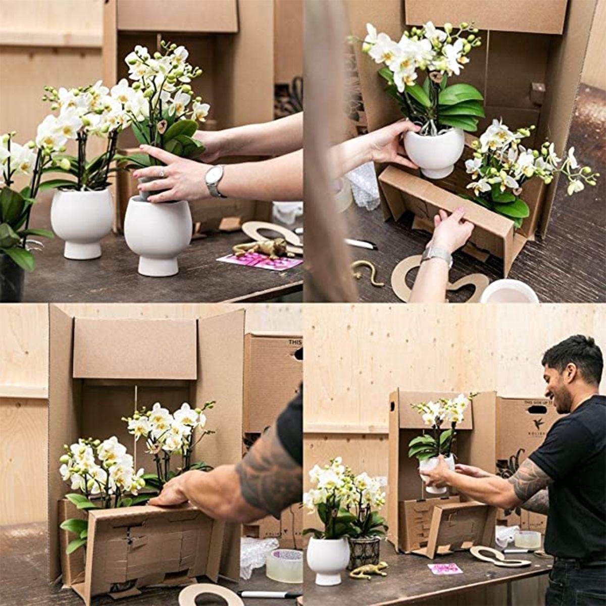 Kolibri Company | Cadeauset Luxe Wonen | Plantenset met witte Phalaenopsis Orchidee en Vetplanten incl. keramieken sierpotten -