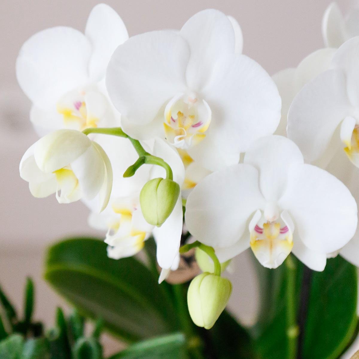 Kolibri Company | Cadeauset Luxe Wonen | Plantenset met witte Phalaenopsis Orchidee en Vetplanten incl. keramieken sierpotten -