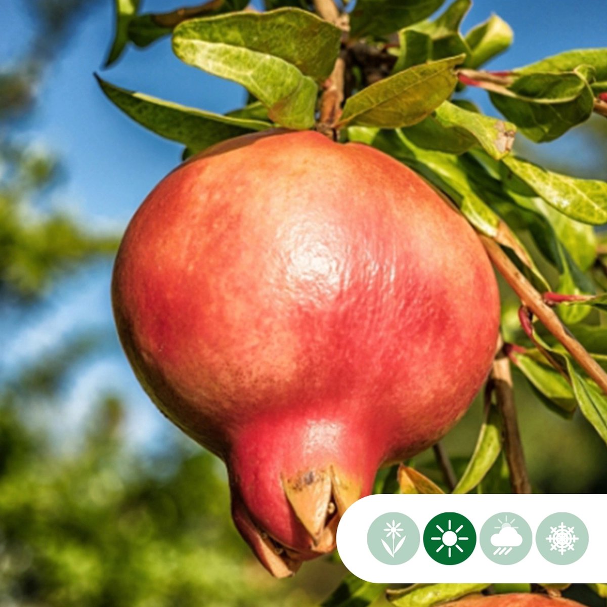 Granaatappelboom Punica granatum h 155 cm st. omtrek 35 cm