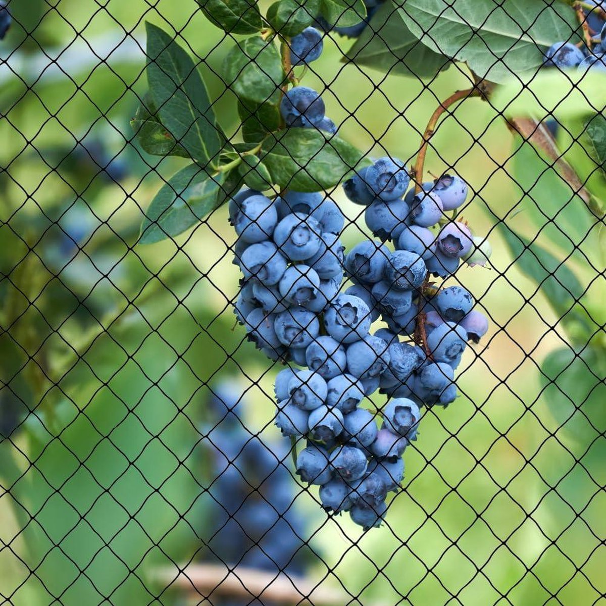 Bird Netting 7.5 m x 15 m - Chicken Run and Pond Netting - Suitable for Fruit Trees and Vegetables