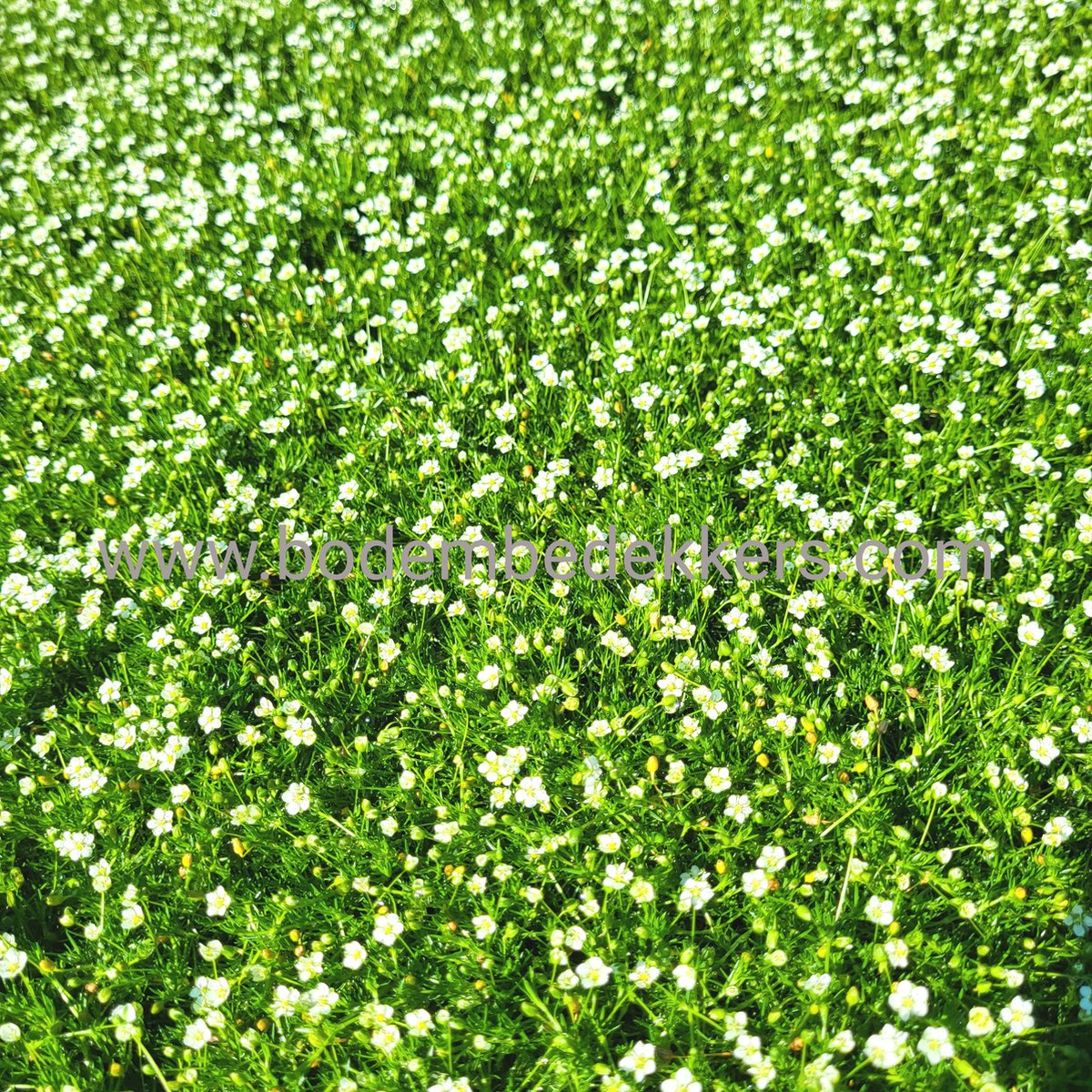 24x Sagina sub. 'Supreme' 9cm pot - Bodembedekker - Tuinplant - Winterhard - Groenblijvend - Groen