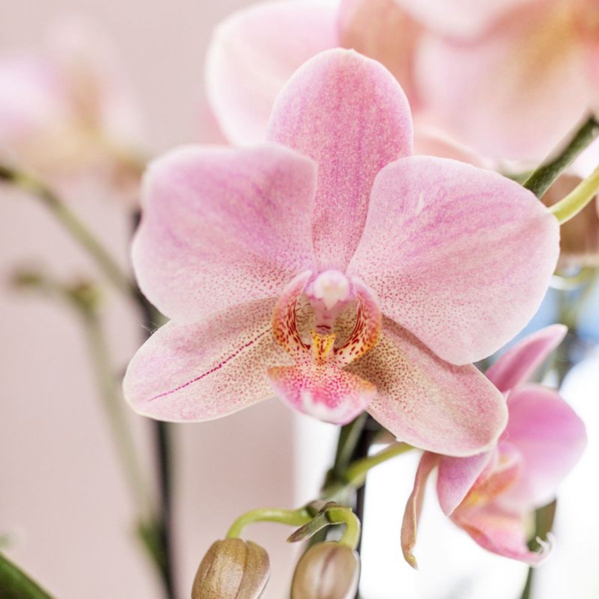 SET van 2 Vlinder Orchideeën Treviso, Kleur Oud Roze, Bloeiende Kamerplant, Phalaenopsis Orchideeën, Potmaat Ø12cm