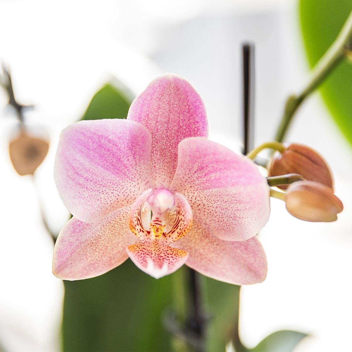SET van 2 Vlinder Orchideeën Treviso, Kleur Oud Roze, Bloeiende Kamerplant, Phalaenopsis Orchideeën, Potmaat Ø12cm