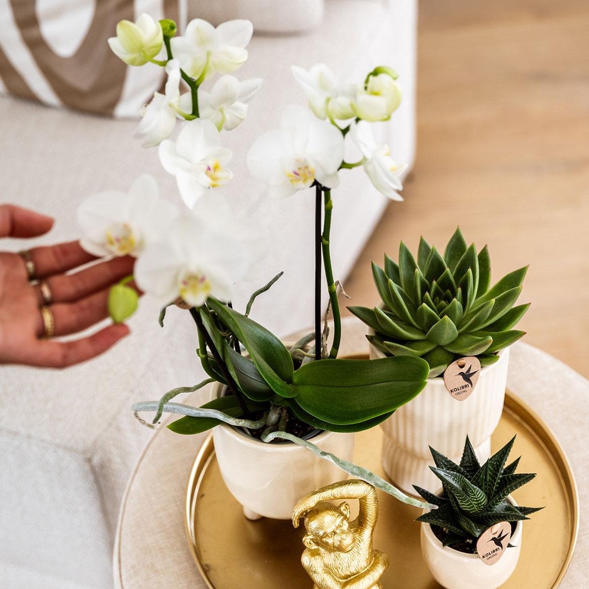 Kolibri Company | Cadeauset Luxury Living | Plantenset met witte Phalaenopsis Orchidee en Succulenten incl. keramieken sierpotten -