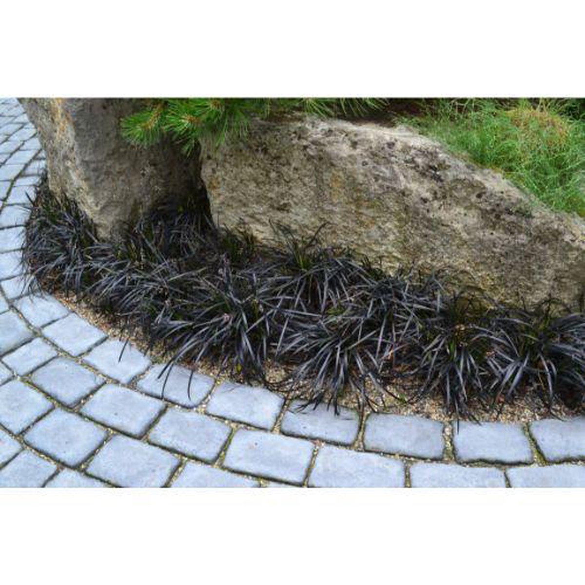 12x Ophiopogon planiscapus Niger - Zwarte Slangenbaard in p9 (0,5 liter) pot