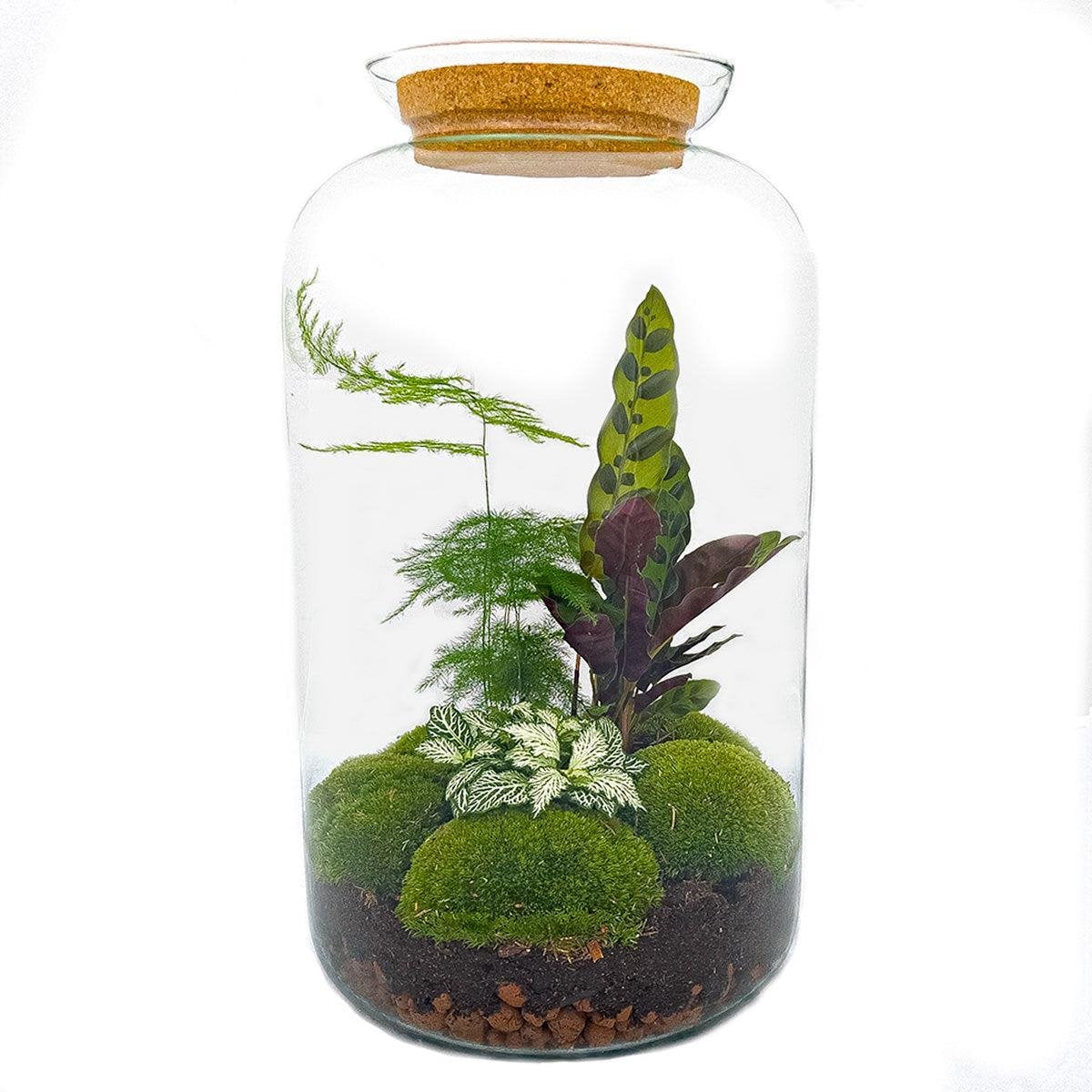 DIY terrarium - Botanisch Sven XL - ↑ 43 cm