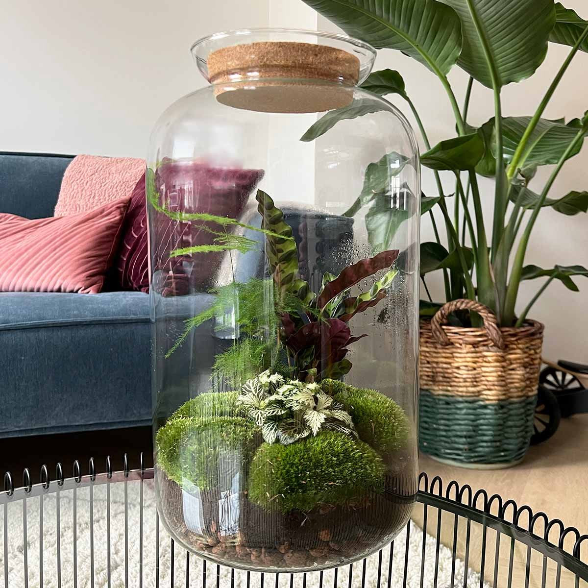 DIY terrarium - Botanisch Sven XL - ↑ 43 cm
