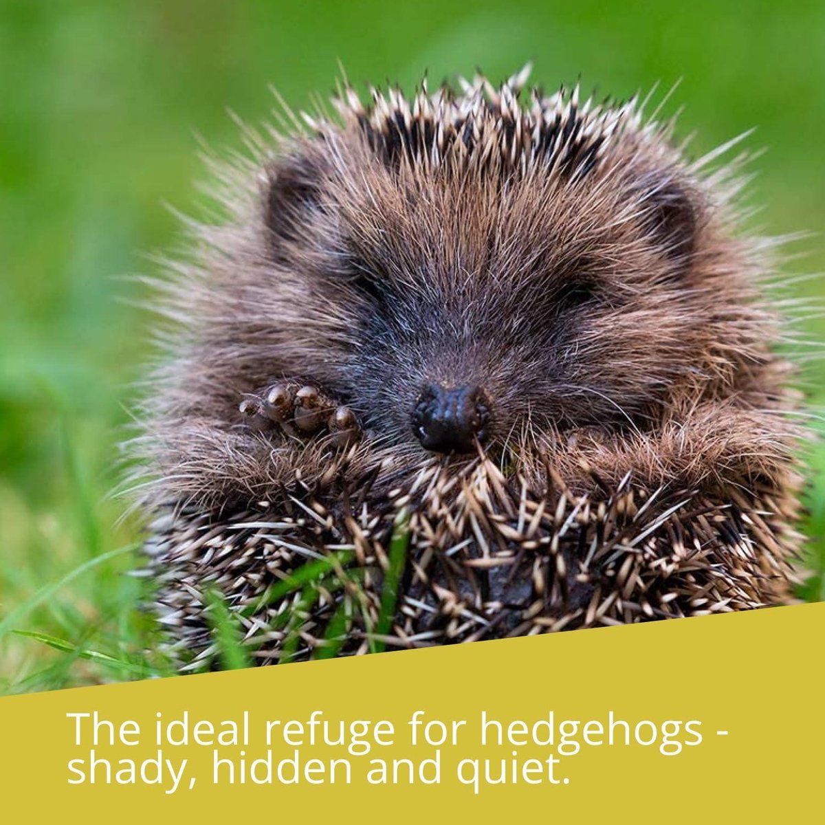 Hedgehog house Winter weather-resistant Garden Cat-proof Hibernating place Wooden bottom Hedgehog house