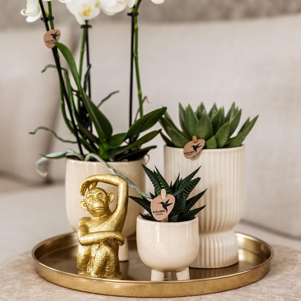 Kolibri Company | Cadeauset Luxury Living | Plantenset met witte Phalaenopsis Orchidee en Succulenten incl. keramieken sierpotten -