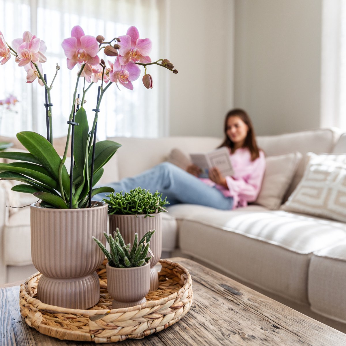 SET van 2 Vlinder Orchideeën Treviso, Kleur Oud Roze, Bloeiende Kamerplant, Phalaenopsis Orchideeën, Potmaat Ø12cm