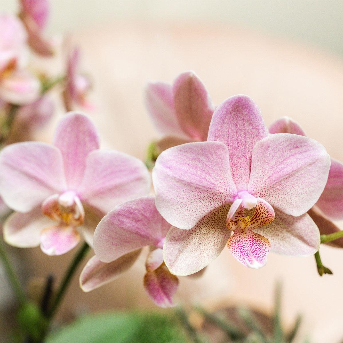 SET van 2 Vlinder Orchideeën Treviso, Kleur Oud Roze, Bloeiende Kamerplant, Phalaenopsis Orchideeën, Potmaat Ø12cm