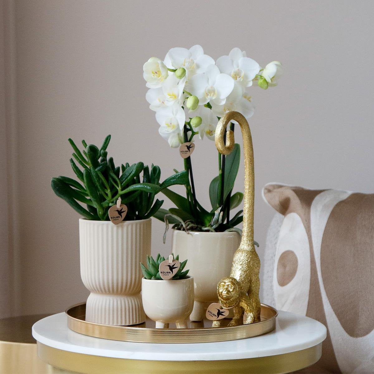 Kolibri Company | Cadeauset Luxury Living | Plantenset met witte Phalaenopsis Orchidee en Succulenten incl. keramieken sierpotten -