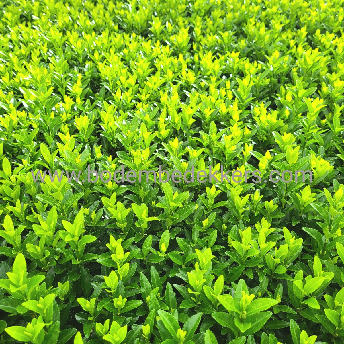 24x Euonymus jap. 'Green Spire' 9cm pot - Bodembedekker - Vaste plant - Tuinplant - Winterhard - Groenblijvend - Groen - Kardinaalsmuts