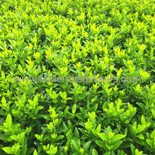 24x Euonymus jap. 'Green Spire' 9cm pot - Bodembedekker - Vaste plant - Tuinplant - Winterhard - Groenblijvend - Groen - Kardinaalsmuts