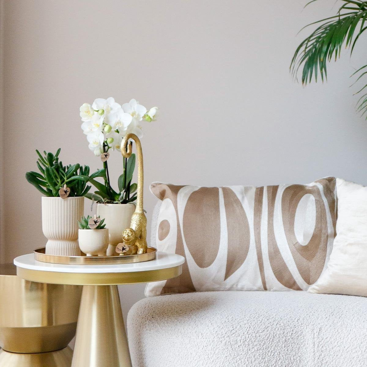 Kolibri Company | Cadeauset Luxury Living | Plantenset met witte Phalaenopsis Orchidee en Succulenten incl. keramieken sierpotten -