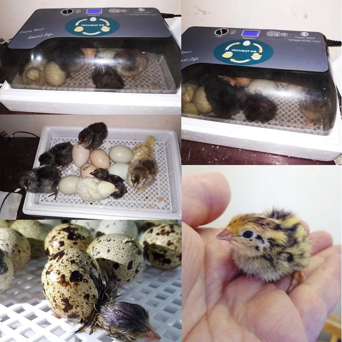 Complete hatching package - 12-egg incubator - including chick starter kit - feeder - hygrometer - Comfort heat plate 25 x 25 cm - chick feed 500 gr