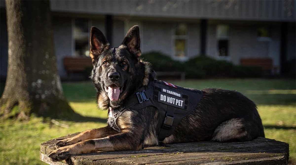 Dog Harness - Tactical Dog Harness - Black - No-Pull Harness - Extra Control - XL