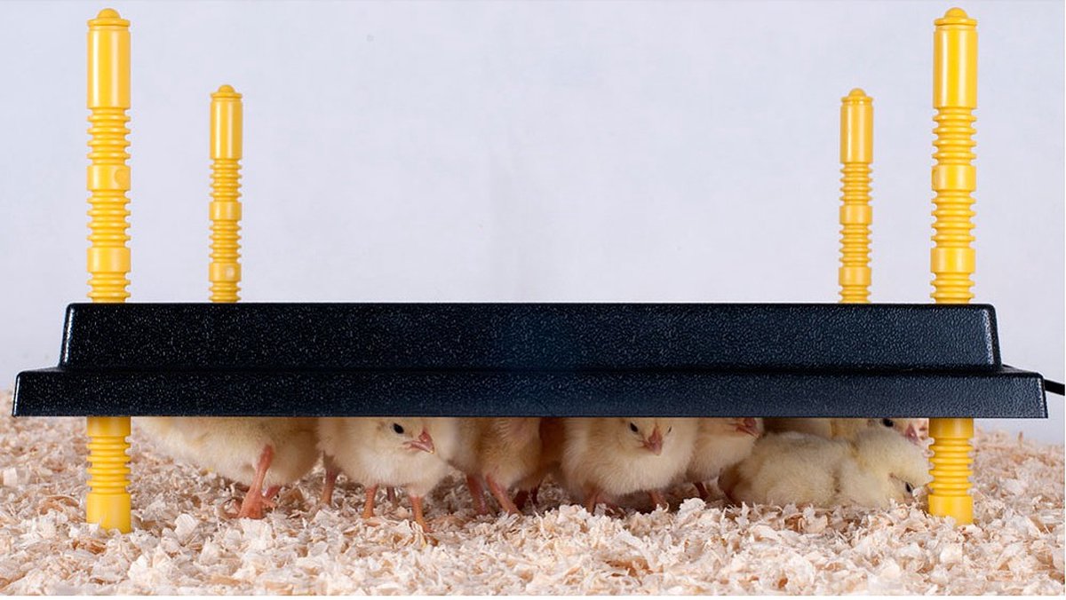 Complete hatching package - 12-egg incubator - including chick starter kit - feeder - hygrometer - Comfort heat plate 25 x 25 cm - chick feed 500 gr