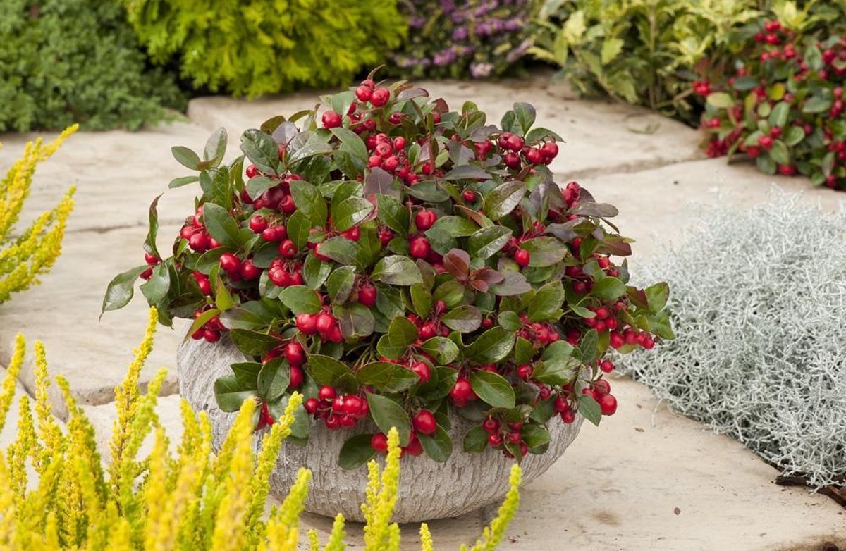 10x Gaultheria Procumbens 'Big Berry' - Bergtheeplanten - buitenplanten - tuinplanten - potplanten