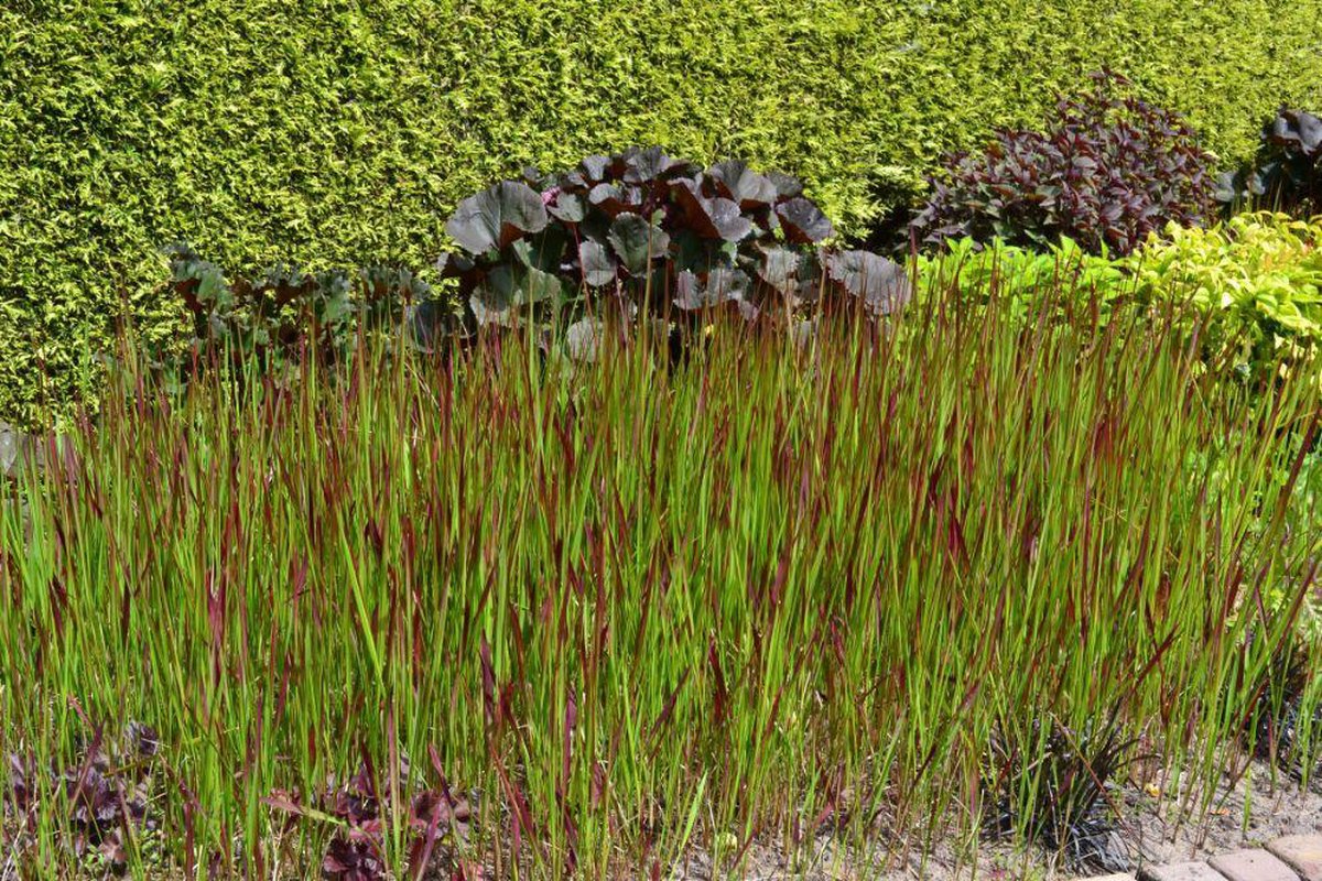Waterdicht rechthoekig zonnezeil - 15 x 2 meter - schad12x Imperata cylindrica Red Baron - Japans Bloedgras in p9 (0,5 liter) potuwnet - bevestigingskoord - zonwering - balkon terras tuin (Kopie)