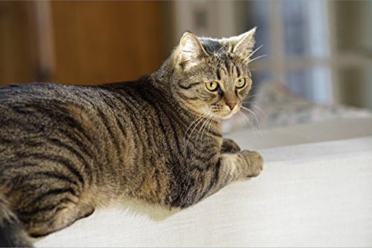 Cat Flap - Vetluik met Chip - Kattenluik Microchip - Isolerend met 2 sluitmogelijkheden, maat S