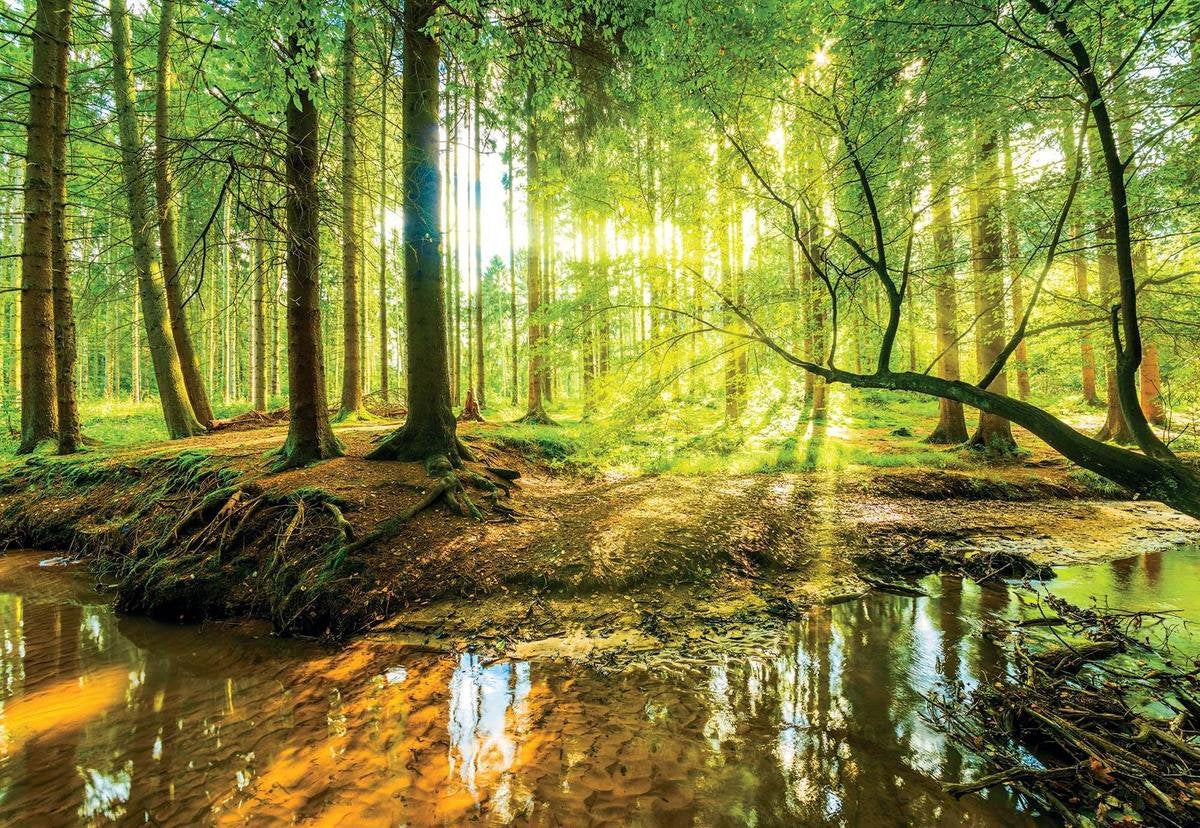 Photo Wallpaper - Sunny Forest with a Stream - Trees - Nature - Non-woven - 416 x 254 cm (4 wallpaper sheets)