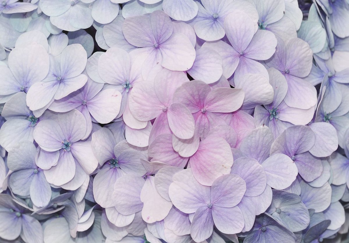 Photo Wallpaper - Non-Woven Wallpaper - Purple Flowers - 254 x 184 cm