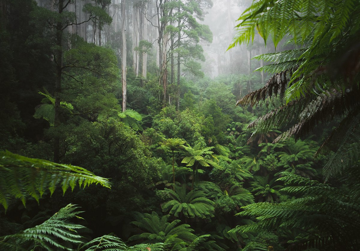 Fotobehang - Vliesbehang - Tropisch regenwoud - Jungle - Bos - 368 x 254 cm