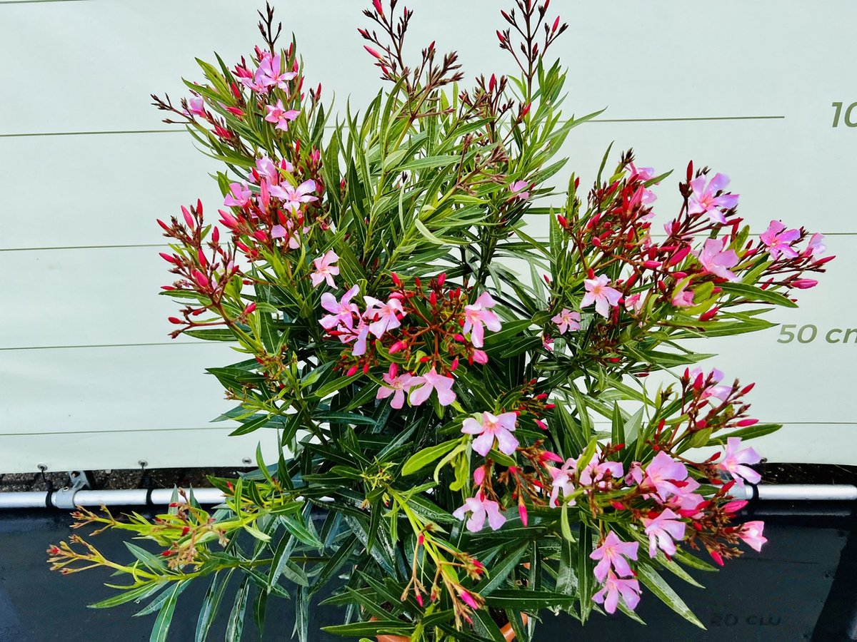 Nerium Oleander - Oleander Roze - Roze bloemen - Pot ⌀ 27cm - Hoogte 80-100cm