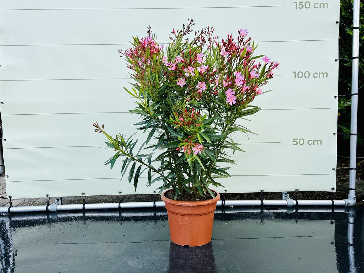 Nerium Oleander - Oleander Roze - Roze bloemen - Pot ⌀ 27cm - Hoogte 80-100cm