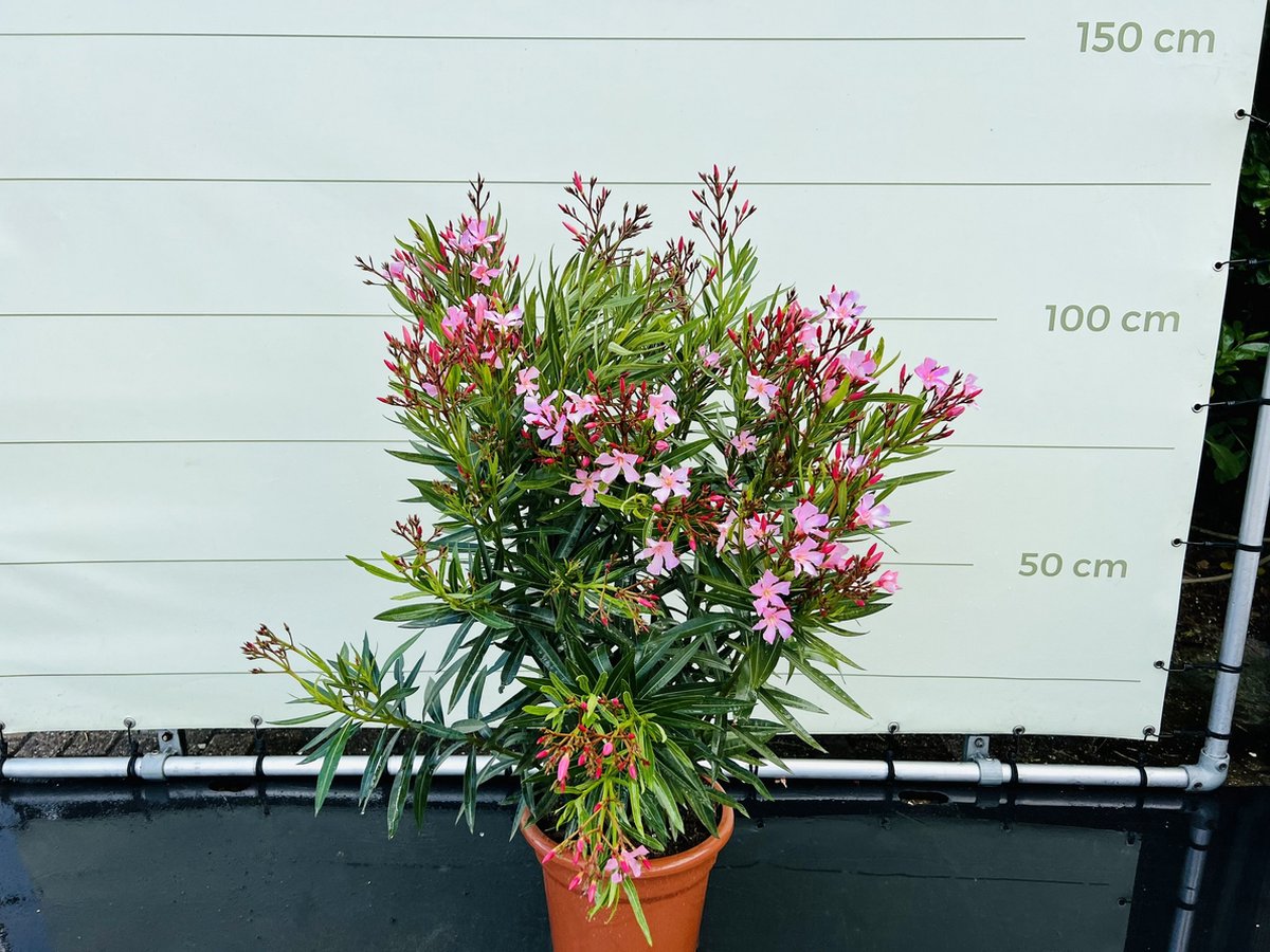 Nerium Oleander - Oleander Roze - Roze bloemen - Pot ⌀ 27cm - Hoogte 80-100cm