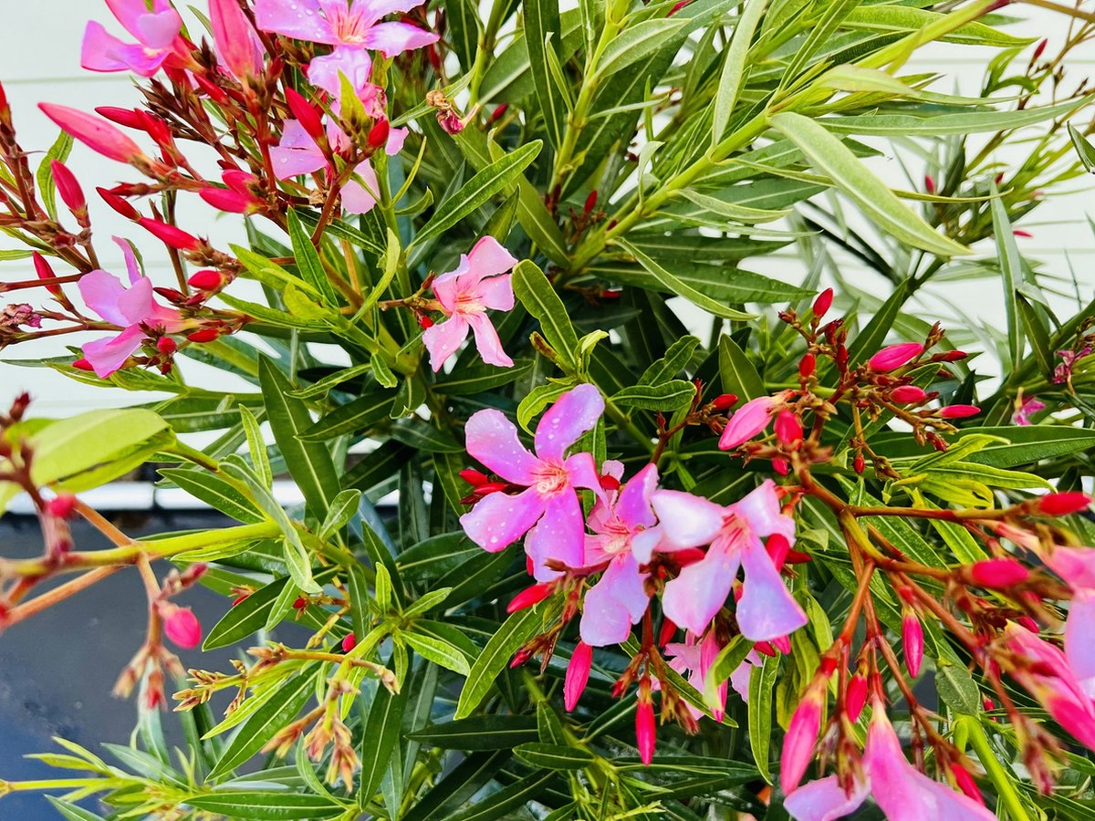 Nerium Oleander - Oleander Roze - Roze bloemen - Pot ⌀ 27cm - Hoogte 80-100cm